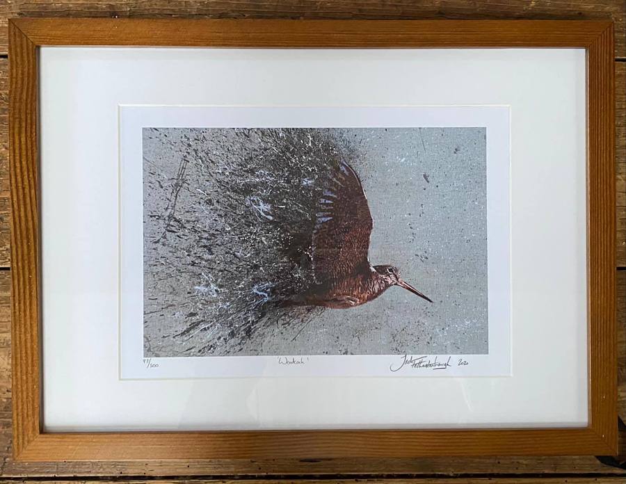 Framed Woodcock