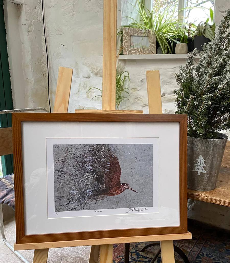 Framed Woodcock