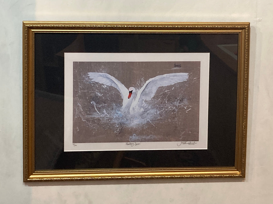 Framed Abbotsbury Swan
