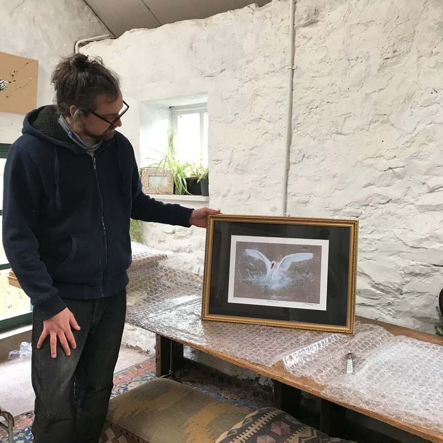 Framed Abbotsbury Swan