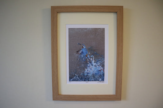 Framed Kingfisher with Fish