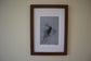 Framed Golden Pheasant by Jack Fetherstonhaugh – photo 6 of 7