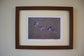 Classic British Bird Prints by Jack Fetherstonhaugh – photo 9 of 9