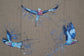 Lilac Breasted Rollers – Original Painting by Jack Fetherstonhaugh – photo 6 of 6