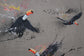 Toucan Gang Art Prints by Jack Fetherstonhaugh – photo 8 of 8