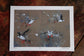 British Bird Art Prints by Jack Fetherstonhaugh – photo 2 of 9