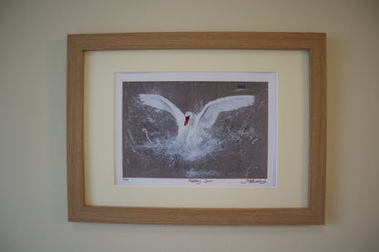Framed Abbotsbury Swan by Jack Fetherstonhaugh – photo 1 of 9