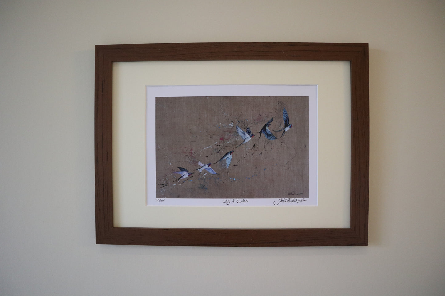 Framed Study of Swallows