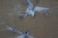 Pair of Arctic Terns – Original Painting by Jack Fetherstonhaugh – photo 4 of 4