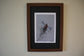 Framed Golden Pheasant by Jack Fetherstonhaugh – photo 4 of 7