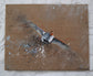 English Partridge Art Prints by Jack Fetherstonhaugh – photo 1 of 4