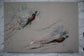 Pair of Pheasants Art Prints by Jack Fetherstonhaugh – photo 7 of 7