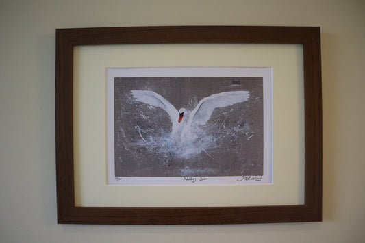 Framed Abbotsbury Swan