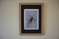 Framed Golden Pheasant by Jack Fetherstonhaugh – photo 3 of 7