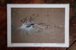British Bird Art Prints by Jack Fetherstonhaugh – photo 4 of 9