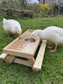 The Cluckin' Feeder – Chicken Picnic Table