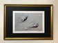 Pair of Pheasants Art Prints by Jack Fetherstonhaugh – photo 4 of 7