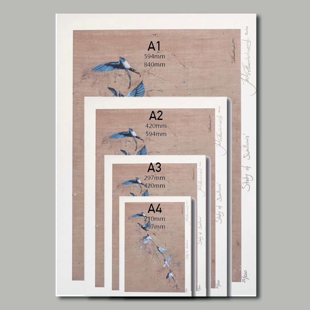 Size comparison graphic of Study of Swallows prints A4 A3 A2 A1