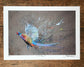 Colourful Pheasant Prints by Jack Fetherstonhaugh – photo 1 of 7