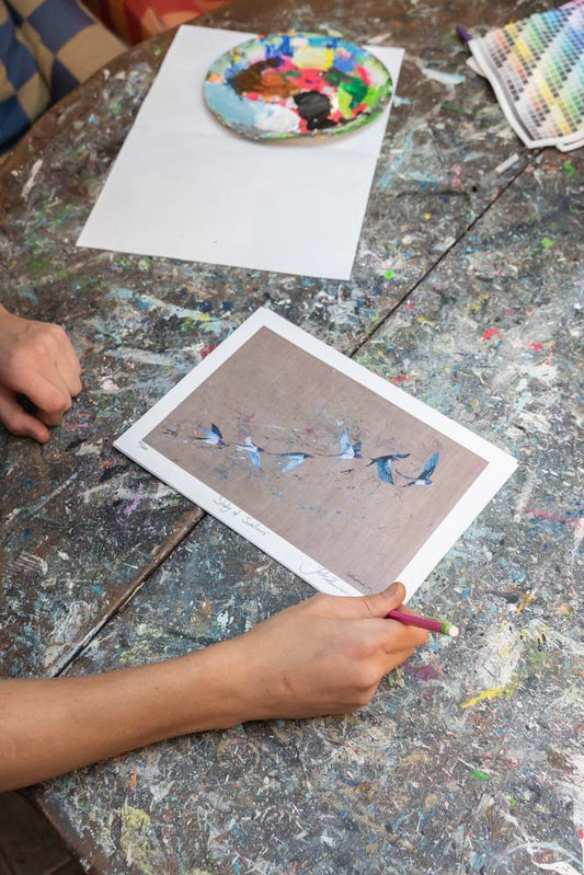 Study of Swallows