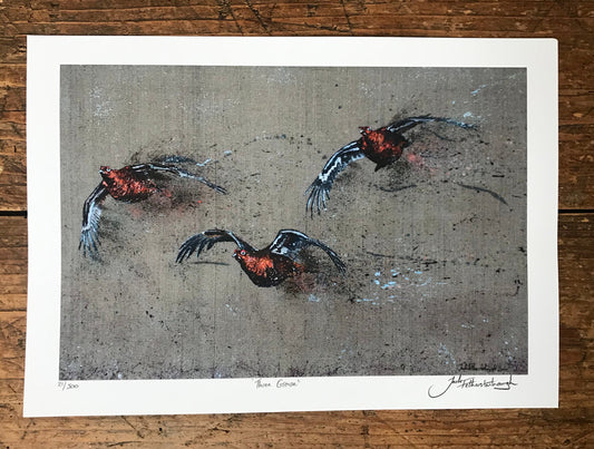 Three Grouse Framed / Prints