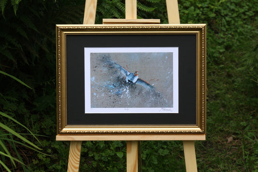 Framed English Partridge