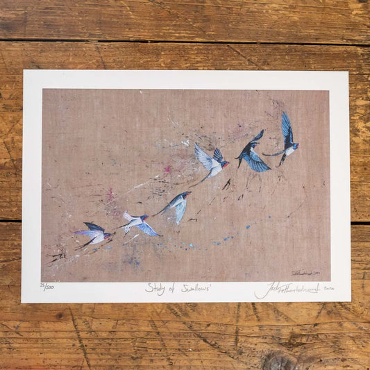 Study of Swallows Prints