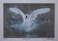 Framed Abbotsbury Swan by Jack Fetherstonhaugh – photo 7 of 9