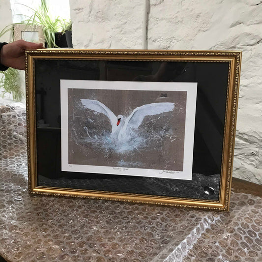 Framed Abbotsbury Swan