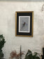 Framed Golden Pheasant by Jack Fetherstonhaugh – photo 7 of 7