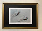 Framed Pair of Golden Pheasants by Jack Fetherstonhaugh – photo 1 of 2