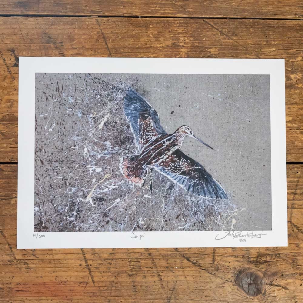 Artist Print/Poster of a Snipe bird. Each Print is hand signed by artist Jack Fetherstonhaugh. Artwork available at www.jackfethers.com