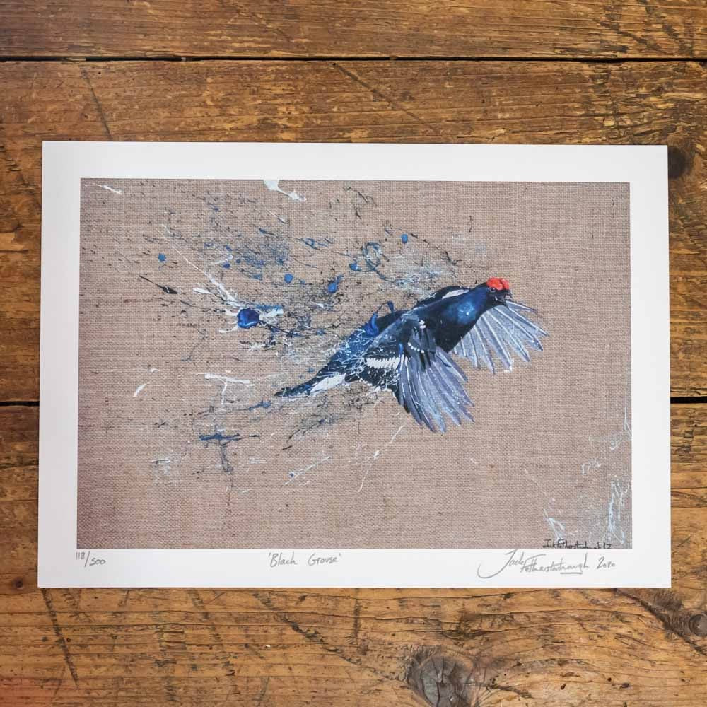 Artist Print/Poster of a Black Grouse bird. Each Print is hand signed by artist Jack Fetherstonhaugh. Artwork available at www.jackfethers.com