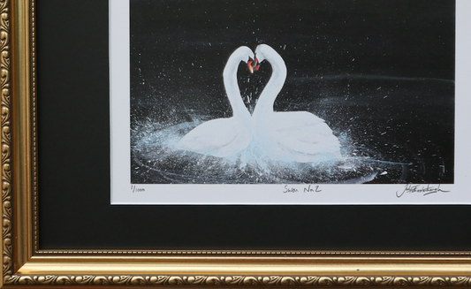 Framed Swan No.2