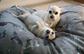 Pet Pads (Game Bird Design) by Jack Fetherstonhaugh – photo 8 of 9