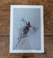 Framed Golden Pheasant by Jack Fetherstonhaugh – photo 2 of 7