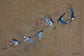 Study of Swallows limited edition signed print close-up