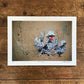 Polish Chicken Print by Jack Fetherstonhaugh – photo 1 of 3